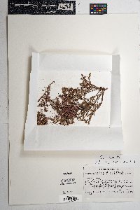 Chamaesyce capitellata image