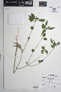 Euphorbia dentata image