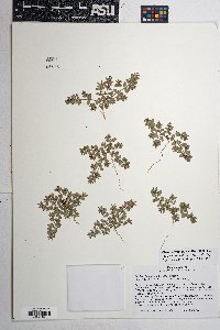 Chamaesyce dioica image