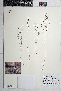 Chamaesyce florida image