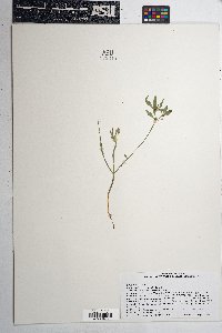 Euphorbia heterophylla image