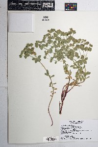 Euphorbia incisa image