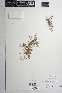 Euphorbia polycarpa image