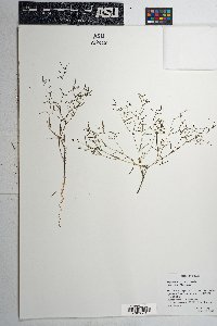 Chamaesyce revoluta image