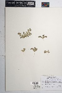 Acmispon brachycarpus image