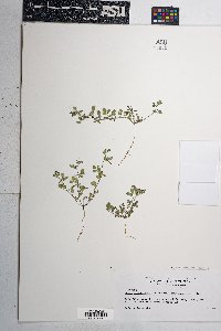Acmispon maritimus image