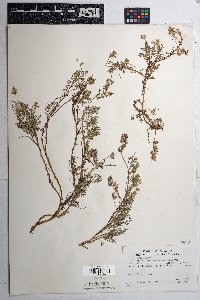 Astragalus humistratus image