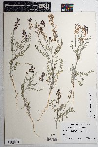 Astragalus lentiginosus var. borreganus image