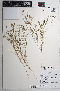 Astragalus nuttallianus image