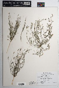 Astragalus nuttallianus image