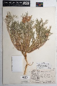 Astragalus allochrous var. playanus image