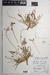 Astragalus tephrodes image