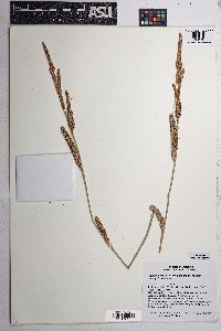 Carex ultra image