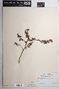 Calliandra eriophylla image