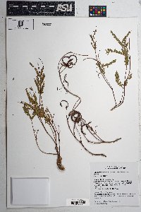 Calliandra humilis var. reticulata image