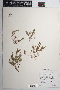 Calliandra humilis var. reticulata image