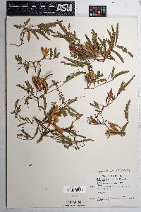 Calliandra humilis image