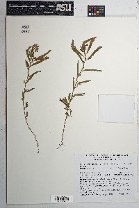 Chamaecrista nictitans var. mensalis image