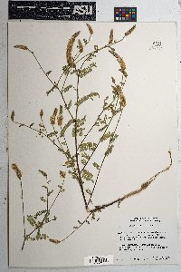 Dalea albiflora image