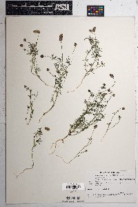 Dalea polygonoides image