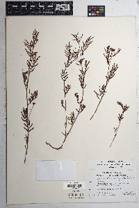 Desmanthus cooleyi image