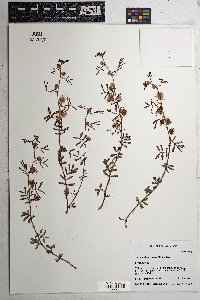 Desmanthus cooleyi image