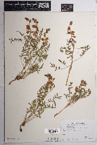 Hoffmannseggia glauca image