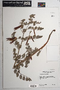 Hosackia crassifolia image