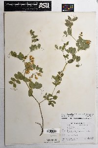 Lathyrus laetivirens image
