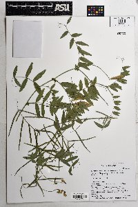 Lathyrus laetivirens image