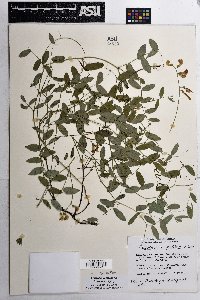 Lathyrus laetivirens image