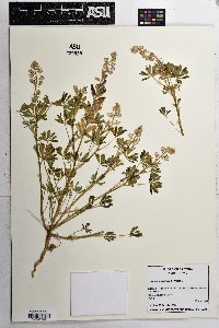Lupinus arizonicus image