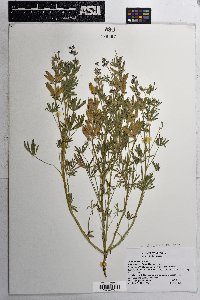 Lupinus bicolor image
