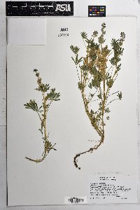 Lupinus bicolor subsp. pipersmithii image