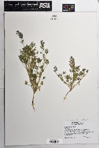 Lupinus bicolor image