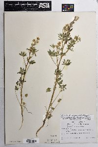 Lupinus arizonicus image