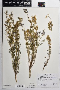 Lupinus sparsiflorus image