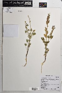 Lupinus sparsiflorus image