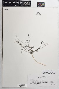 Marina parryi image