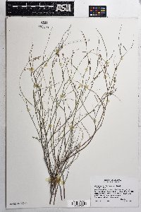 Marina parryi image