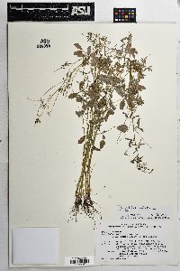 Melilotus indicus image