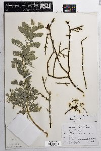 Olneya tesota image
