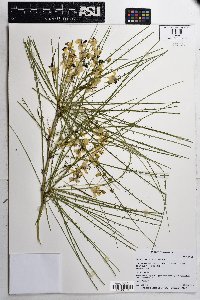 Parkinsonia aculeata image