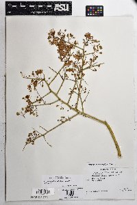 Parkinsonia microphylla image