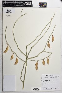 Parkinsonia florida image