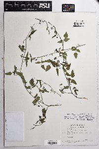 Phaseolus angustissimus image