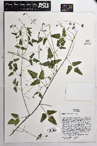 Phaseolus angustissimus image