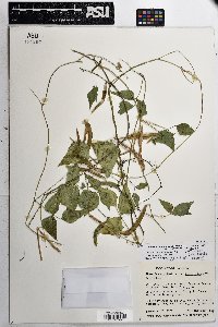 Phaseolus acutifolius image