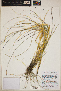 Aristida ternipes var. gentilis image