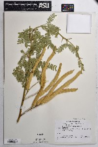 Prosopis velutina image
